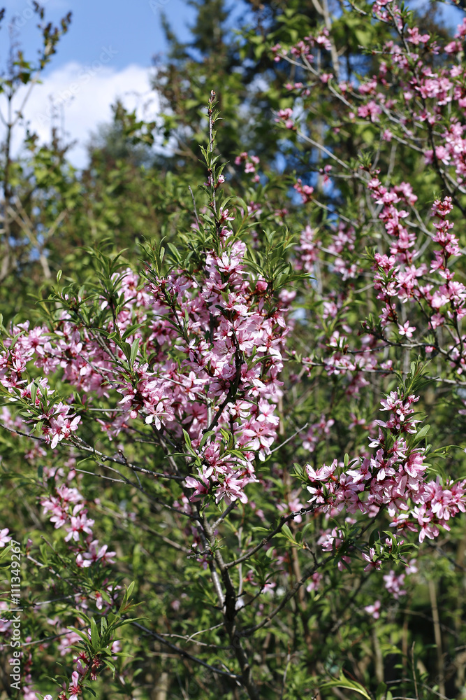 The shrub steppe almond, blooming pink flowers The shrub steppe almond, blooming pink flowers