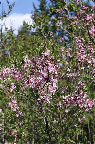 Fototapeta Naklejka Na Ścianę i Meble -  The shrub steppe almond, blooming pink flowers