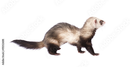 Grey ferret in full growth, isolated on white background