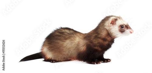 Grey ferret in full growth lies, isolated on white background