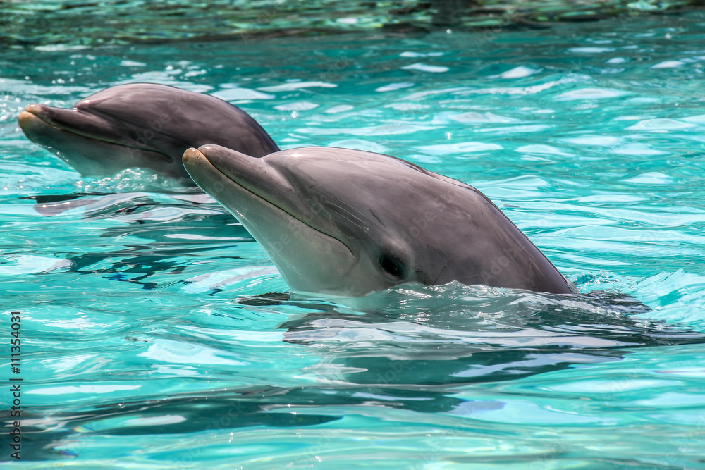 Naklejka premium Common Bottlenose Dolphin (Tursiops truncatus)