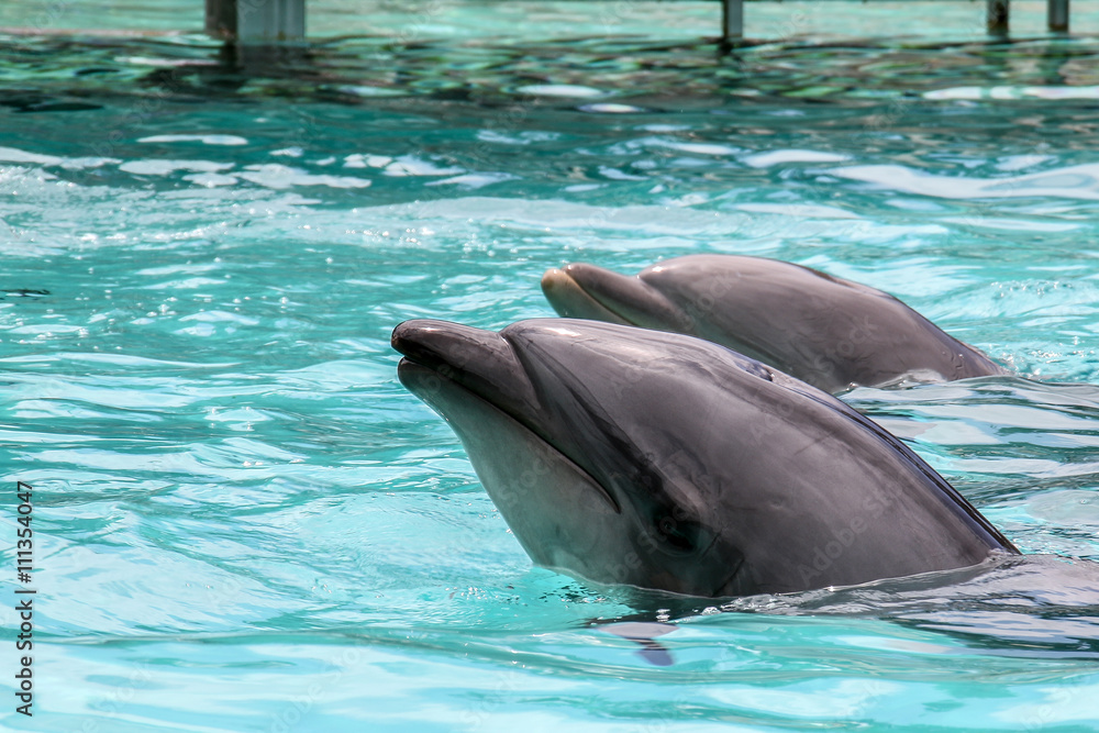 Fototapeta premium Common Bottlenose Dolphin (Tursiops truncatus)