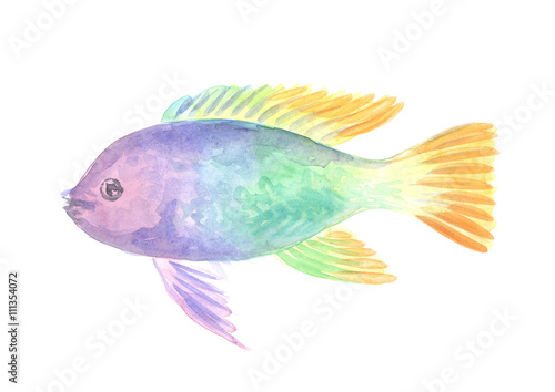 Exotic decorative fish on a white background. Watercolor painting