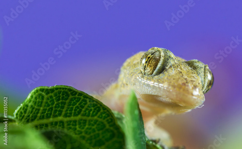 Lagartixa. (Hemidactylus mabouia) photo