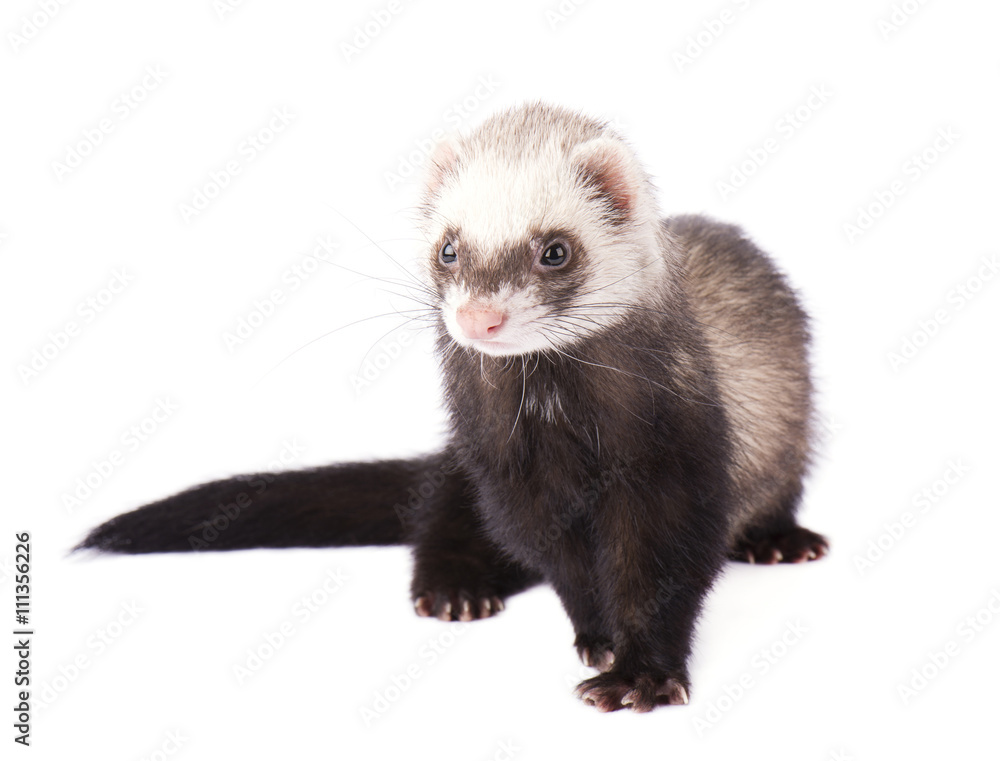Fototapeta premium Brown Ferret isolated on a white background