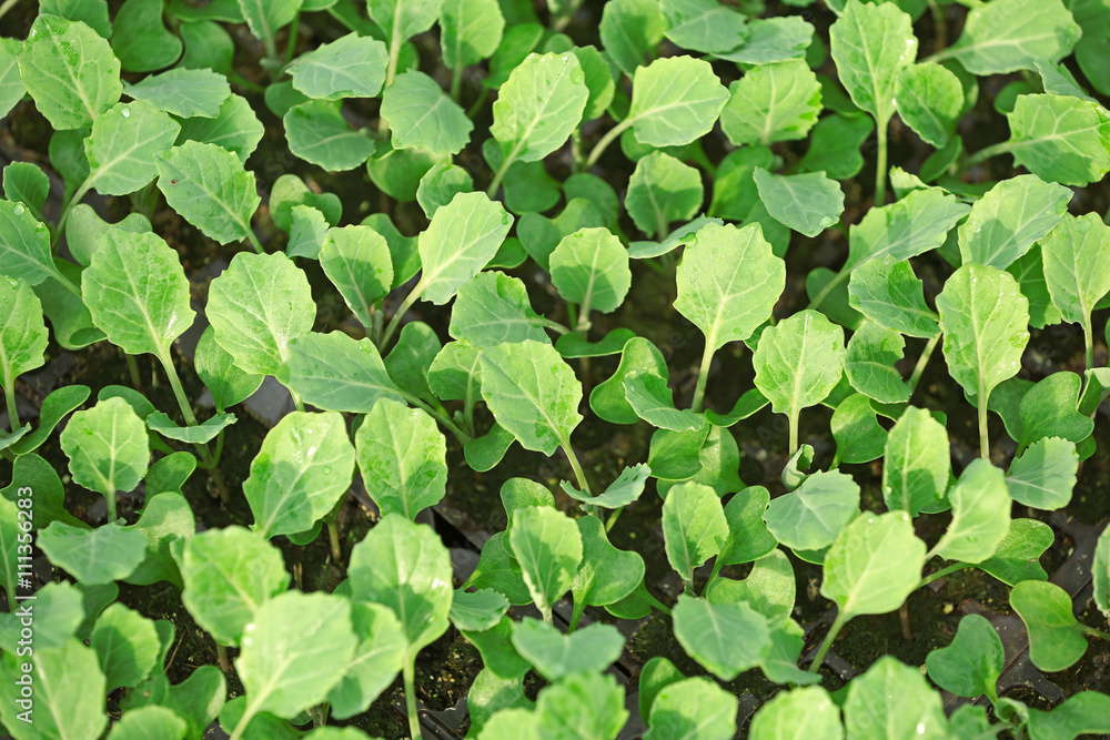 Young cabbage seedlings growing Young cabbage seedlings growing