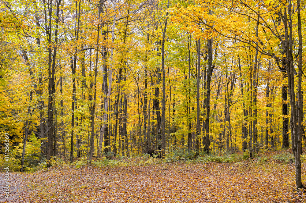Obraz premium fall color in the forest of haliburton ontario canada