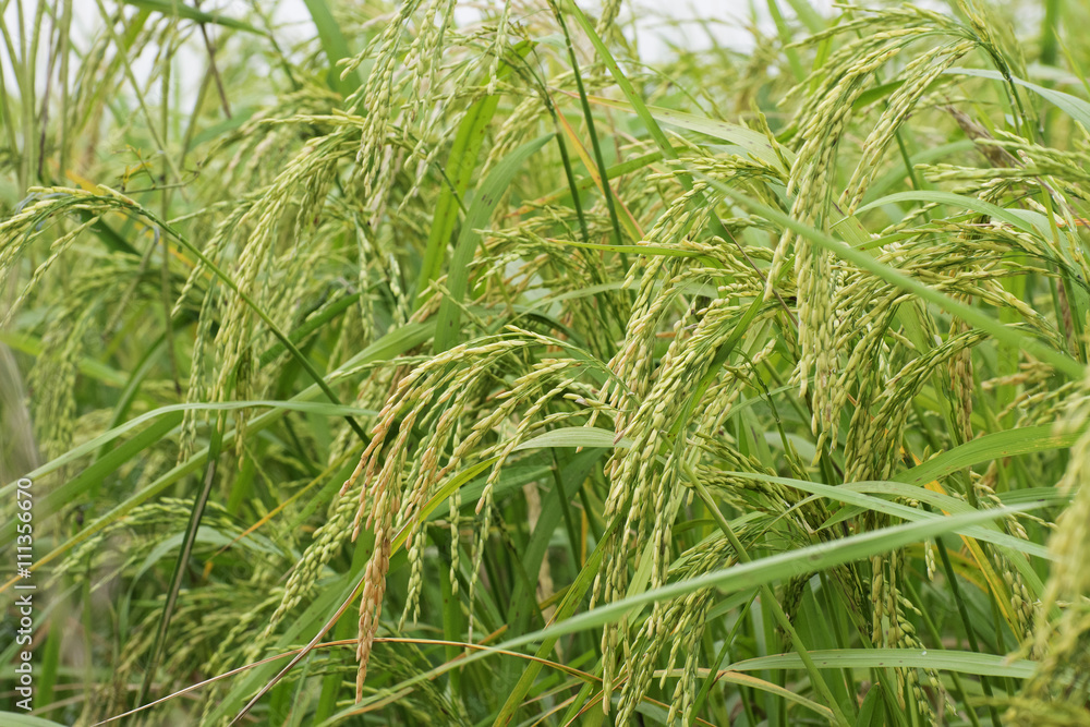 Paddy field, green agriculture land, India Paddy field, green agriculture land, India