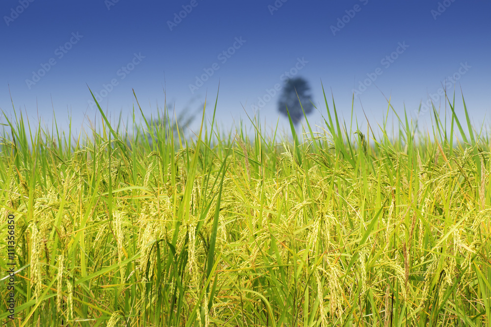 Obraz premium Paddy field, green agriculture land, India