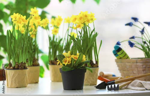 Beautiful narcissus in pots on blurred background