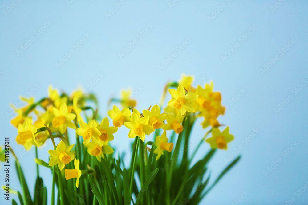 Beautiful narcissus on light background