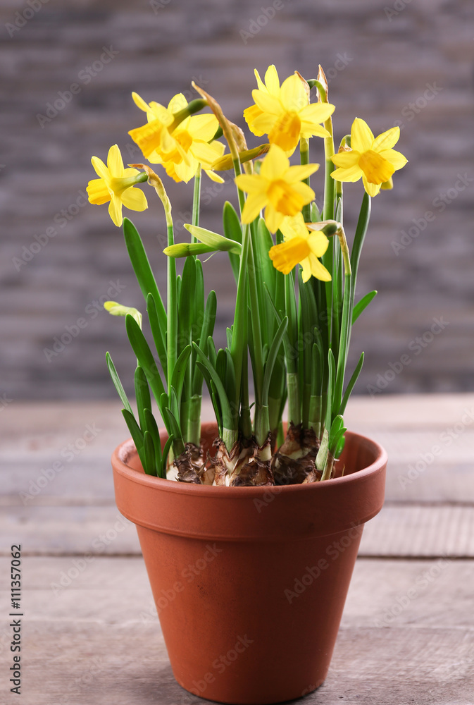 Beautiful narcissus in pot on table