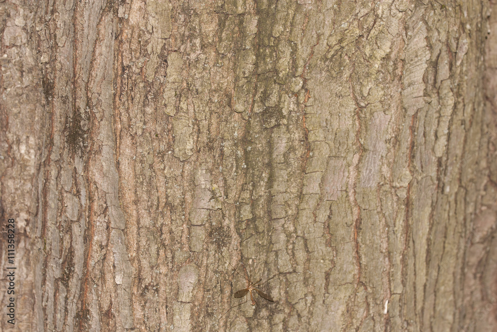 wood texture background pattern wood texture background pattern