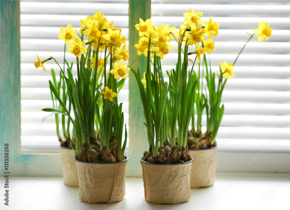 Blooming narcissus flowers on windowsill Blooming narcissus flowers on windowsill