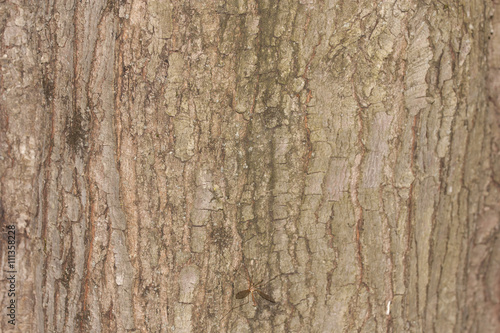wood texture background pattern