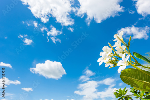 White plumeria with blue sky background