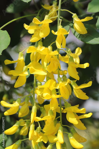 黄色の藤