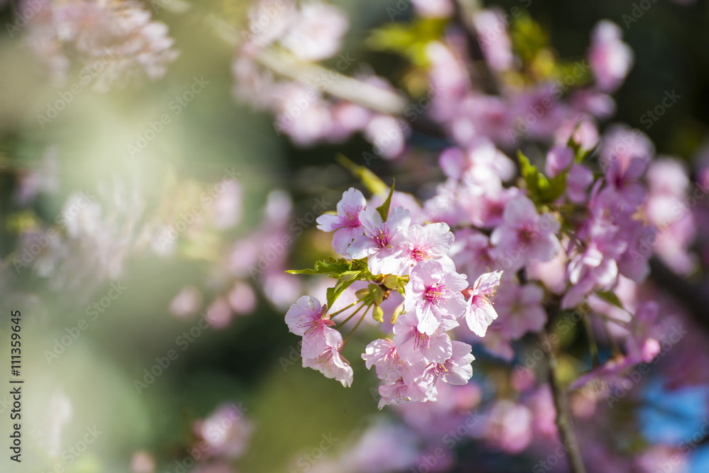 Beautiful sakura or cherry blossom in Ueno park Beautiful sakura or cherry blossom in Ueno park