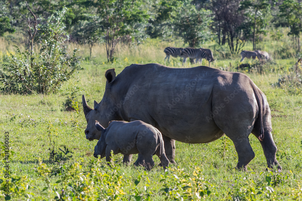Obraz premium Rhinoceros grazing in the Weldgevonden Game Reserve in South Africa