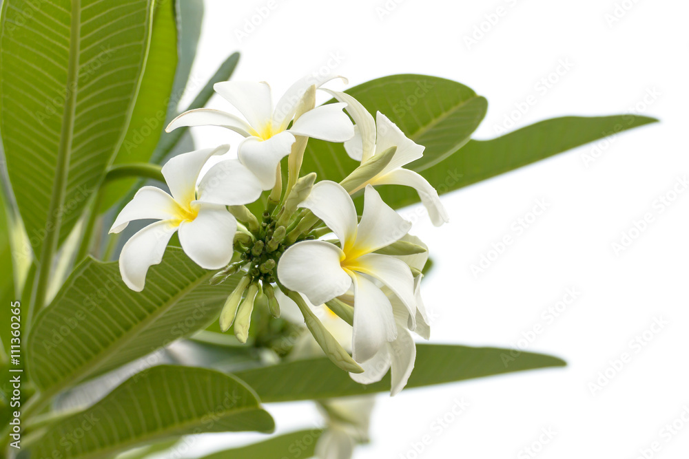 Fototapeta premium Close up Lan thom flower