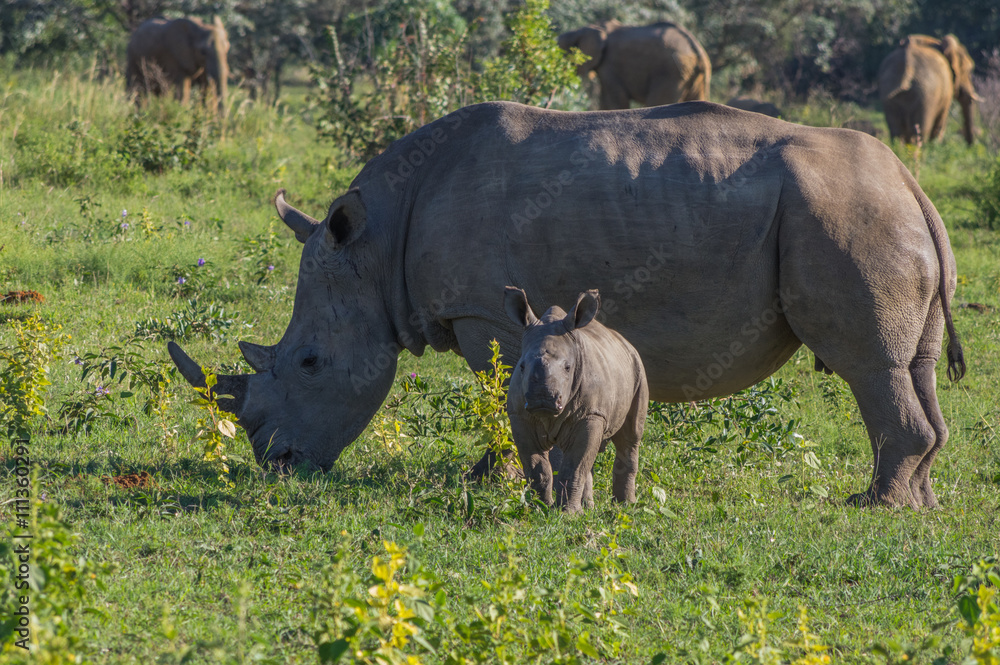 Obraz premium Rhinoceros grazing in the Weldgevonden Game Reserve in South Africa