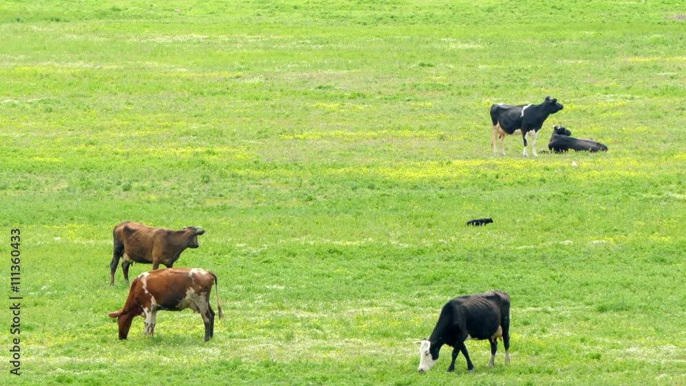 Several Cows Eating Grass On Pasture Several Cows Eating Grass On Pasture