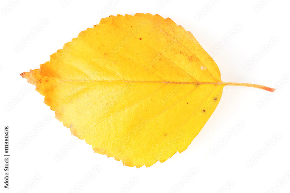 Naklejka premium Beautiful autumn leaf, isolated on white