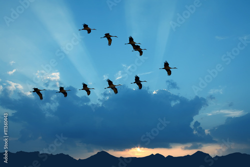 Birds flying against evening sunset in the background
