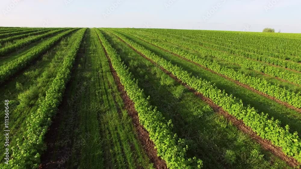 Aerial view of currant plantation field on a spring day 4K Aerial view of currant plantation field on a spring day 4K
