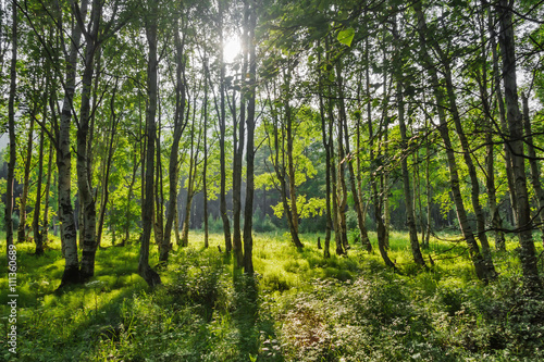 Green trees in russian forest with backlight sun