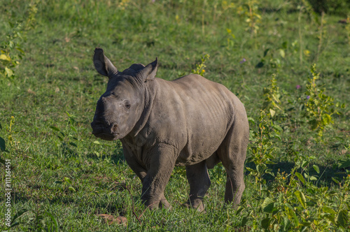 Rhinoceros grazing in the Weldgevonden Game Reserve in South Africa