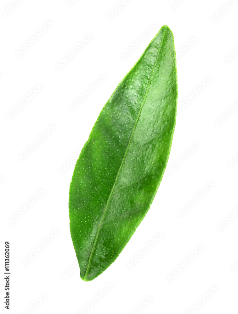 Fototapeta premium Green leaf of orange tree, isolated on white