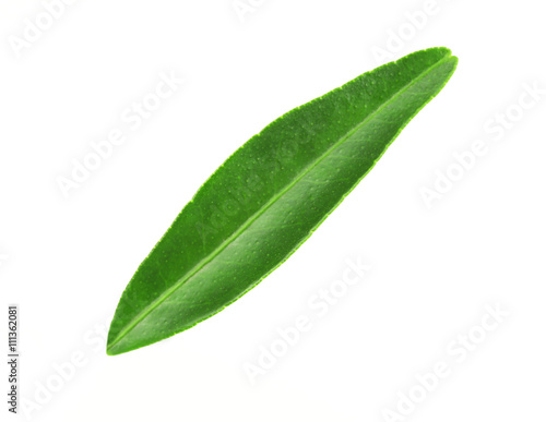 Green leaf of orange tree, isolated on white