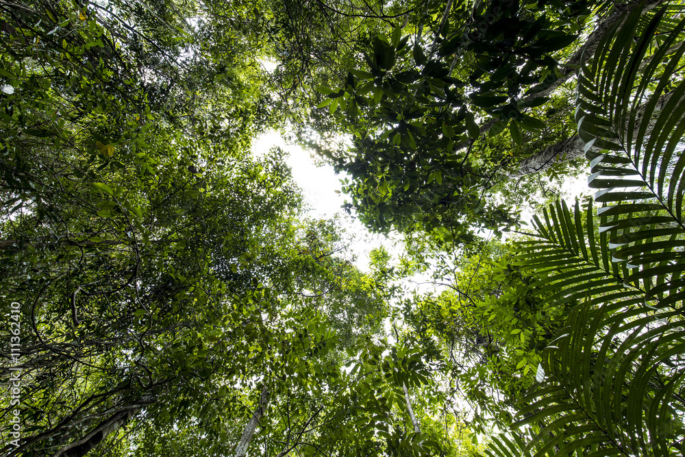 Forest Beauty view of nature
Forest Beauty view of nature