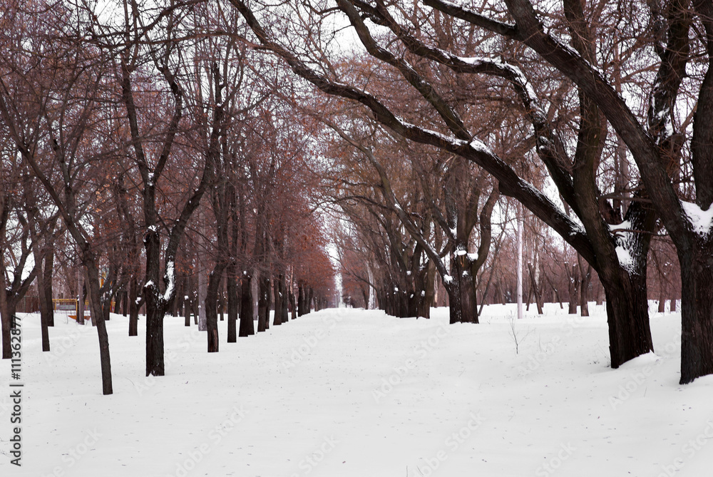 Fototapeta premium Beautiful winter alley