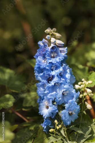 Fototapeta Naklejka Na Ścianę i Meble -  Delphinium blue bird flowers blooms in a botanical garden in spring. 