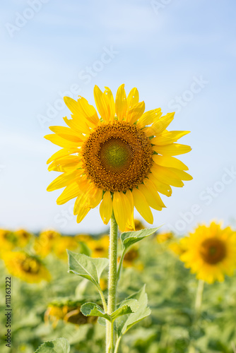 Field of sunflower in summer season.