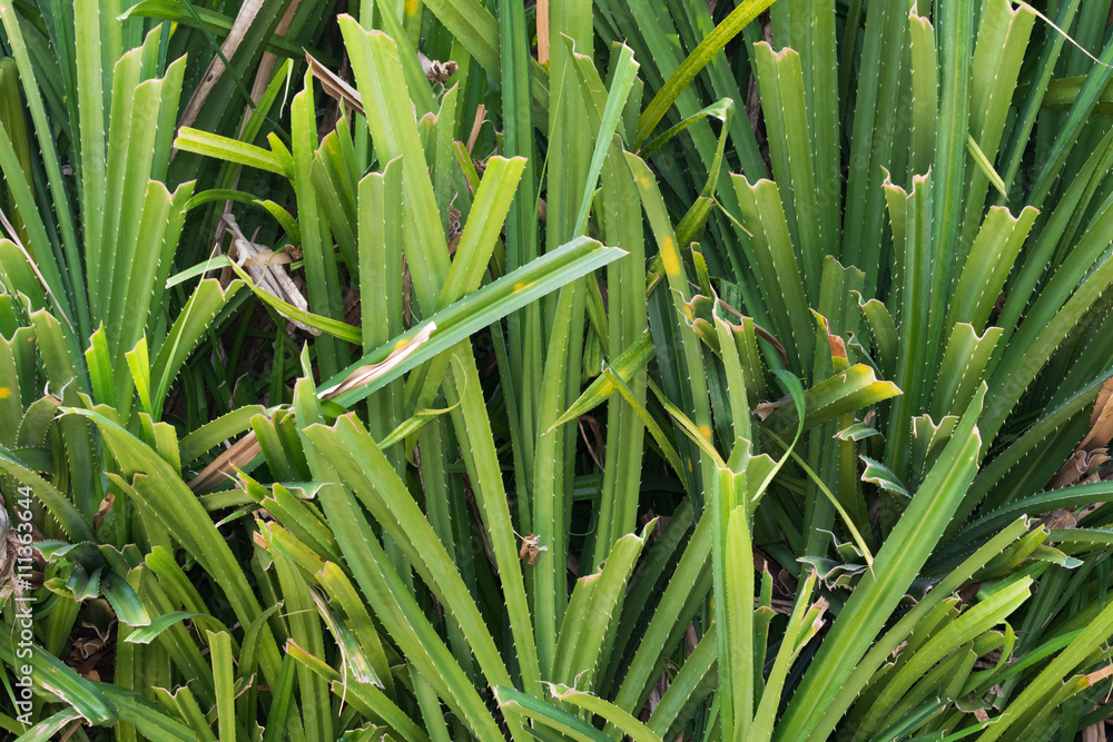 Obraz premium tropical plant
