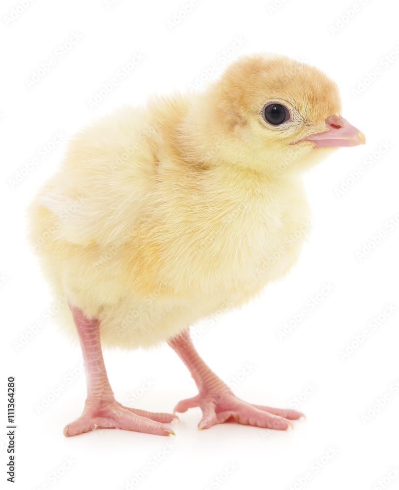 Obraz premium Small chicken.