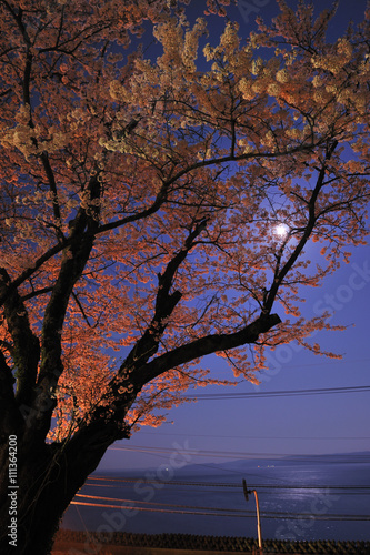 夜桜