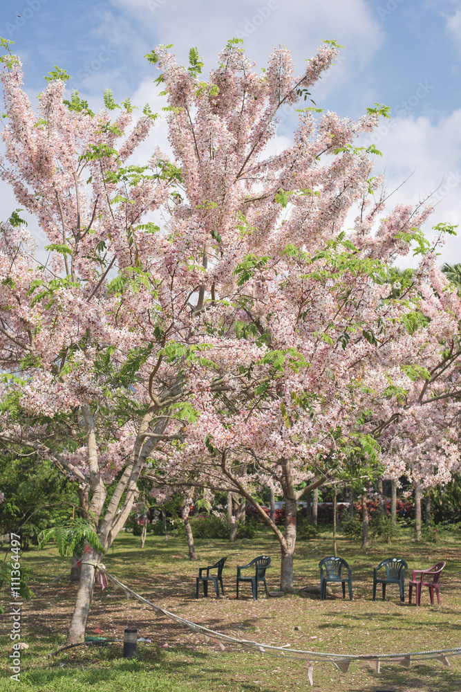 Cassia bakeriana tree