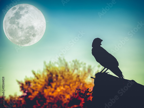Night sky with full moon, tree and silhouette of crow that can be used for halloween. 