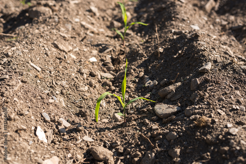 corn seedlings farm corn seedlings farm