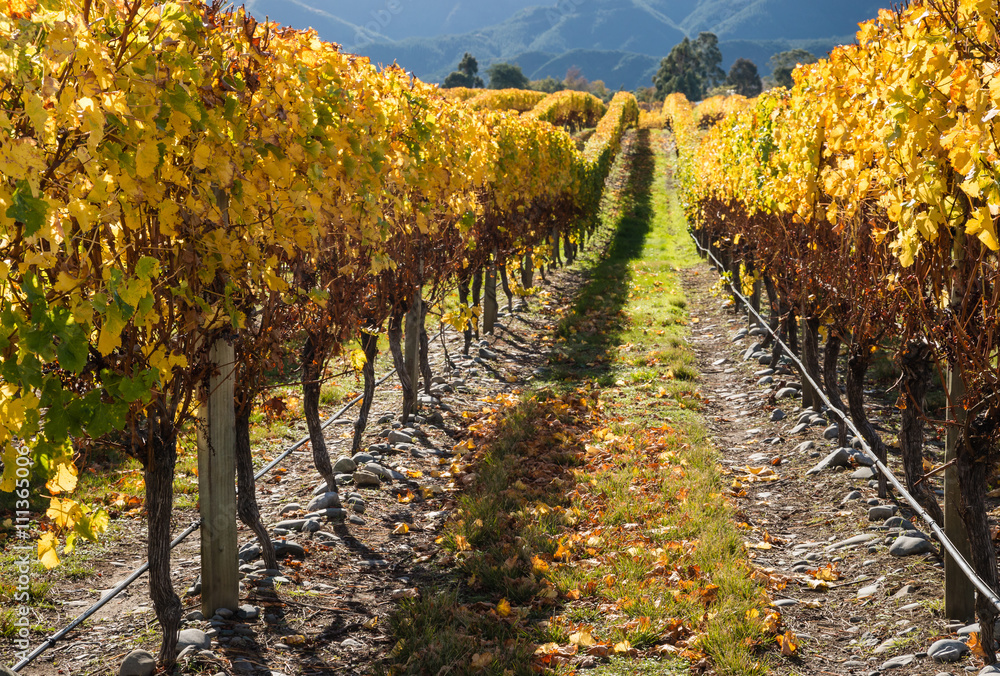 rows of grapevine in vineyard in autumn