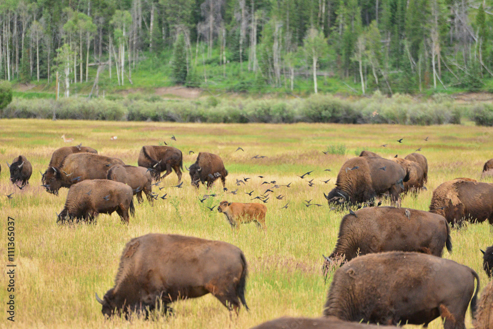 Fototapeta premium bison calf in field at grand teton national park