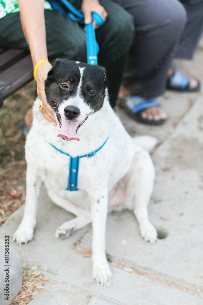 Black and White Dog