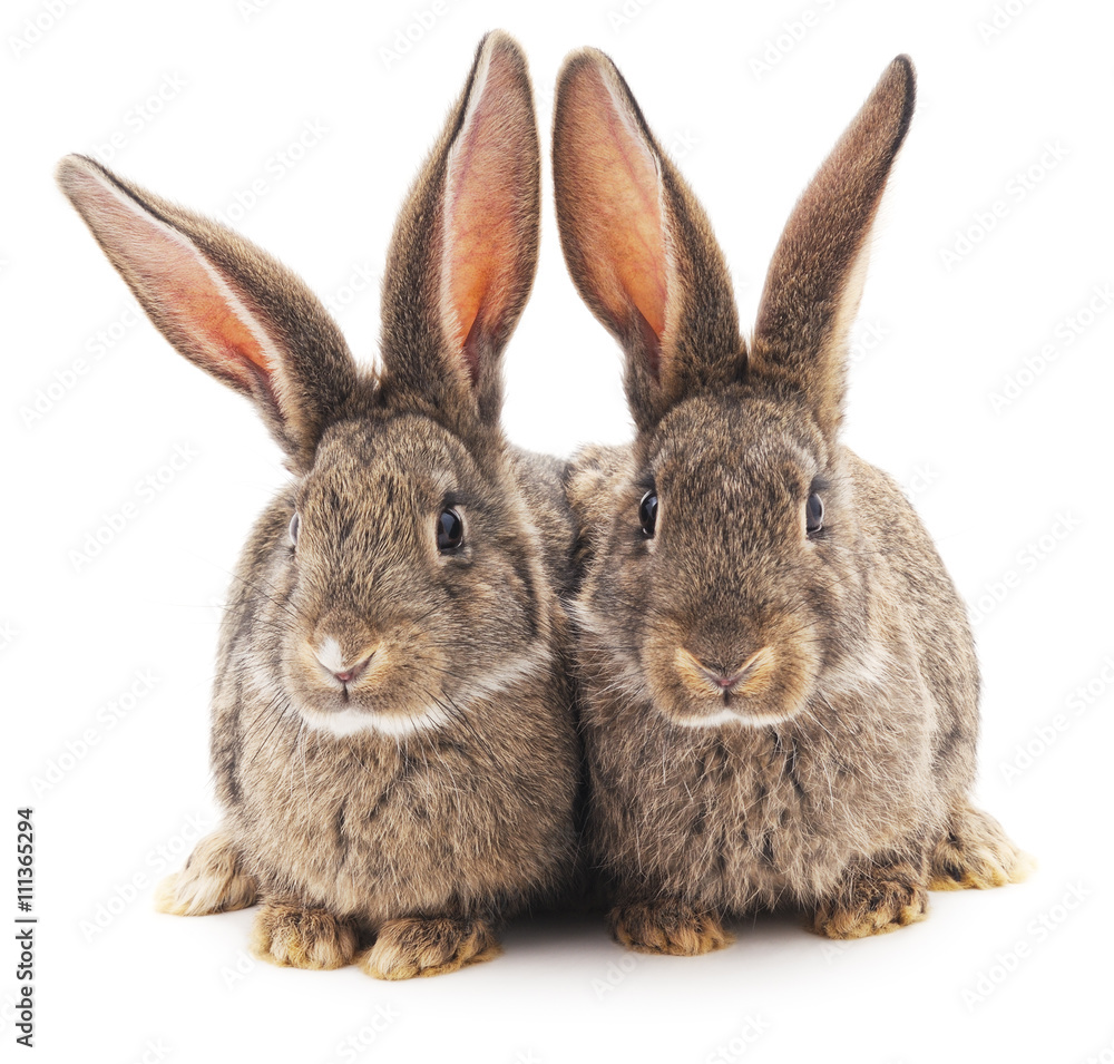 Obraz premium Two brown rabbits.