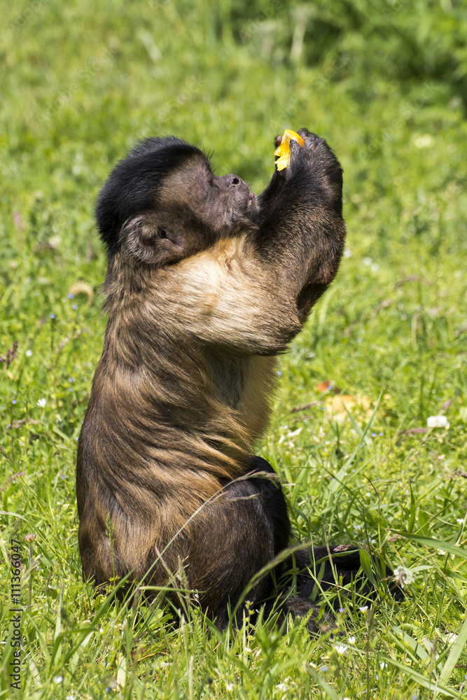 Little monkey sitting on the grass and eats a piece of orange Little monkey sitting on the grass and eats a piece of orange