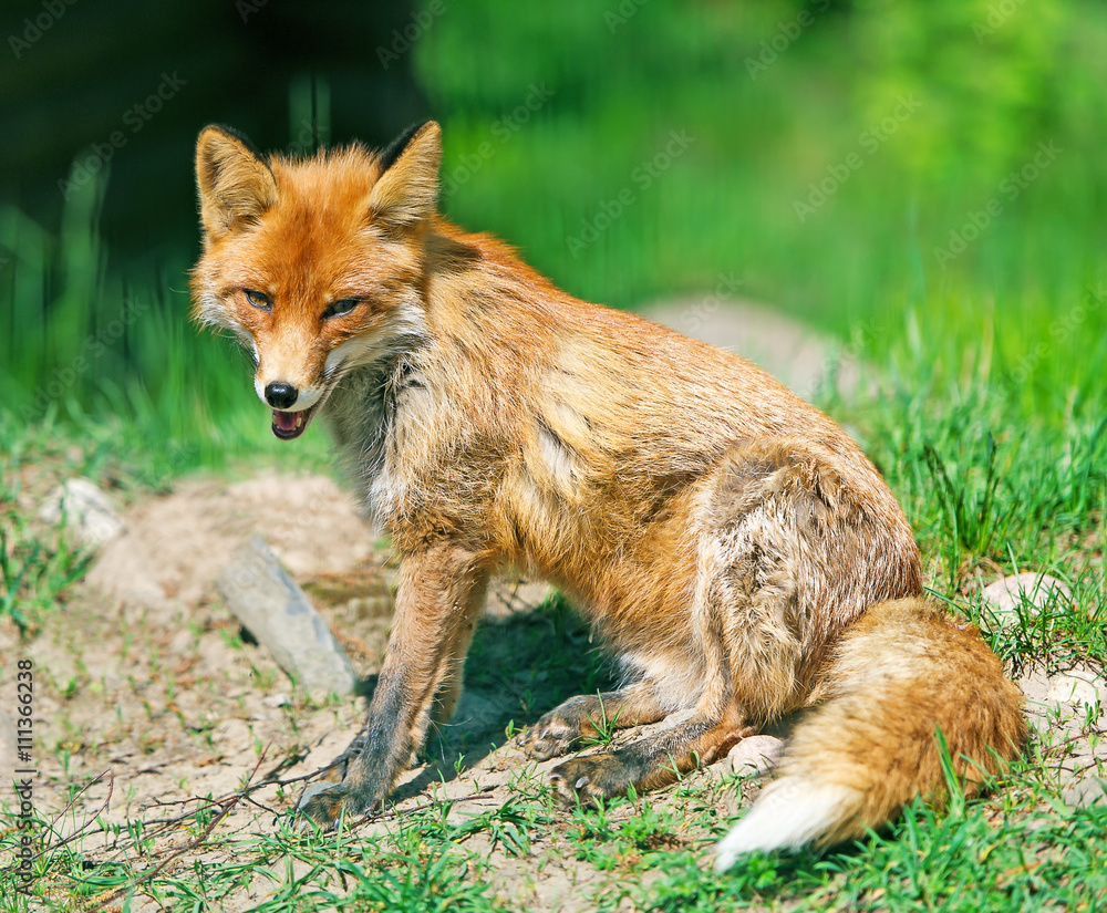 The fox on a glade poses for the photographer.