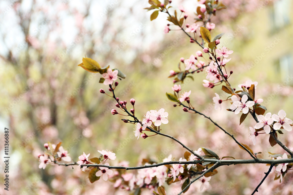 Blossoming tree branches on spring day Blossoming tree branches on spring day